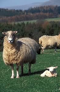 mule ewe and lamb
